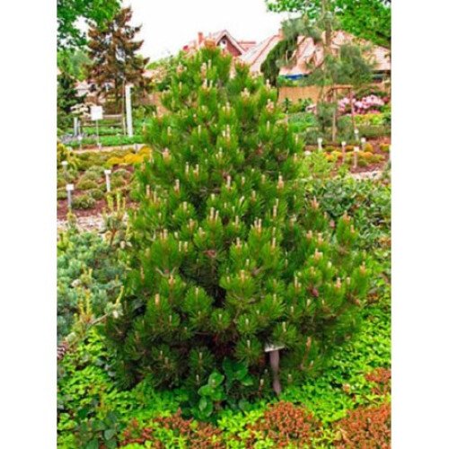 Сосна Компакт Джем продам саджанець, висота 50-60 см, продам саджанець сосни Compact Gem