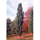 Сосна звичайна Фастігіата продам саджанець, висота 70-80 см, продам сосну звичайну Fastigiata