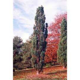 Сосна звичайна Фастігіата продам саджанець, висота 70-80 см, продам сосну звичайну Fastigiata