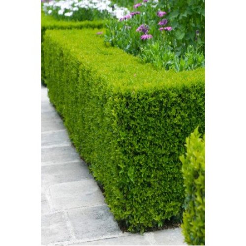 Самшит вічнозелений продам саджанець, висота 30-40 см, продам саджанець самшита вічнозеленого