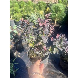 Барбарис Конкорд продам саджанець, висота 30 см, продам саджанець барбарису Concorde