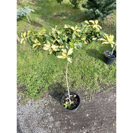 Бересклет Блонді на штамбі, висота 100 см, продам саджанець бруслини Blondy на штамбі