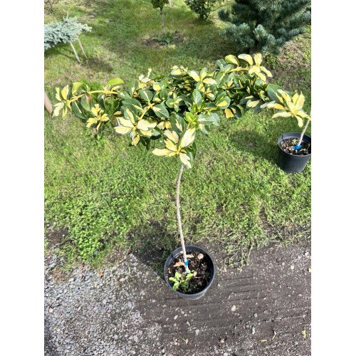 Бересклет Блонді на штамбі, висота 100 см, продам саджанець бруслини Blondy на штамбі