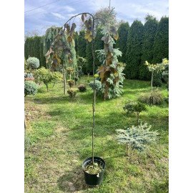 Продам бук Пурпуреа Пендула на штамбі, висота 160 см, продам саджанець бука Purpurea Pendula