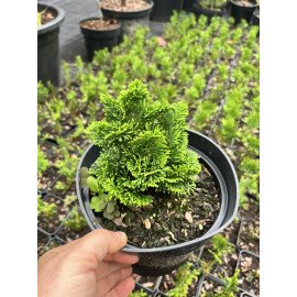 Кипарисовик Нана Граціліс продам саджанець, висота 10-15 см, продам кипарисовик Nana Gracilis