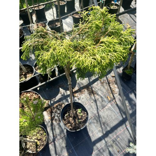 Продам кипарисовик Цацумі Голд на штамбі, висота штамбу 70-80 см, продам кипарисовик Tsatsumi Gold