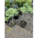 Модрина Блю Дварф продам саджанець, штамб 40-50 см, продам модрину Blue Dwarf