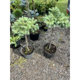 Модрина Блю Дварф продам саджанець, штамб 40-50 см, продам модрину Blue Dwarf