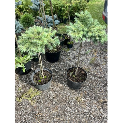 Модрина Блю Дварф продам саджанець, штамб 40-50 см, продам модрину Blue Dwarf