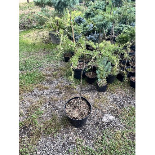 Модрина Діана продам саджанець, висота штамбу 50-60 см, продам саджанець модрини Diana