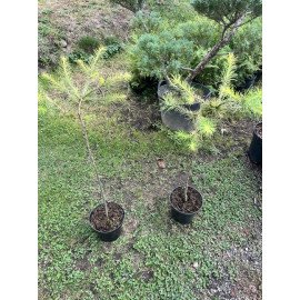 Модрина Меджік Голд продам садажнець, висота штамбу 100 см, продам модрину Magic Gold