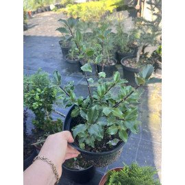 Падуб звичайний продам саджанець, висота 30-40 см