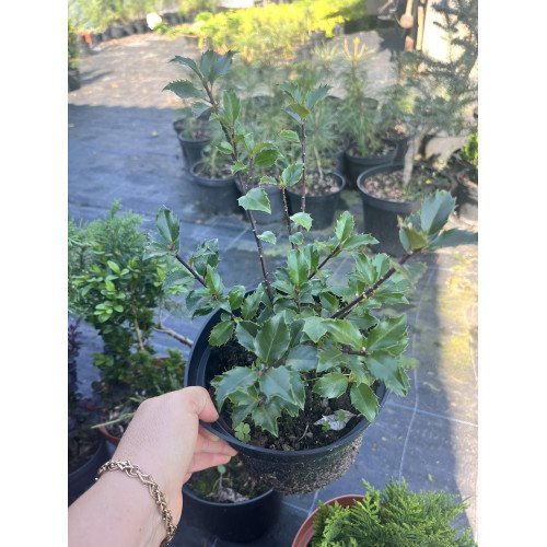 Падуб звичайний продам саджанець, висота 30-40 см