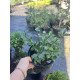 Падуб звичайний продам саджанець, висота 30-40 см