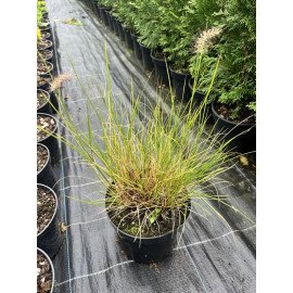 Пеннісетум Літл Банні продам саджанець, висота 30-40 см, продам пенісетум Little Bunny