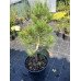 Сосна Компакт Джем продам саджанець, висота 50-60 см, продам саджанець сосни Compact Gem