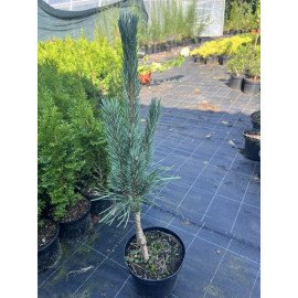 Сосна звичайна Фастігіата продам саджанець, висота 70-80 см, продам сосну звичайну Fastigiata