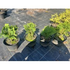 Туя Даніка продам саджанець, висота 10-15 см, продам саджанець туї Danica