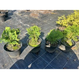 Туя Даніка продам саджанець, висота 10-15 см, продам саджанець туї Danica