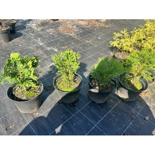 Туя Даніка продам саджанець, висота 10-15 см, продам саджанець туї Danica