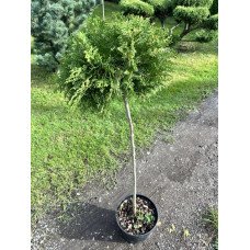 Туя Даніка на штамбі, висота штамбу 100 см, продам саджанець туї Danica