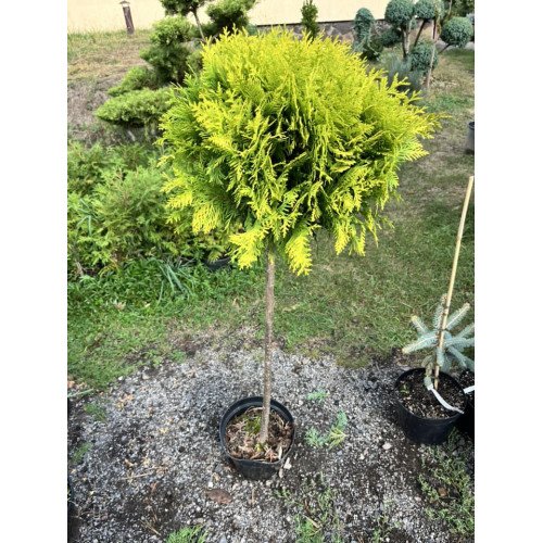 Продам тую Міріам на штамбі, висота штамбу 70-80 см, продам саджанець туї Mirjam