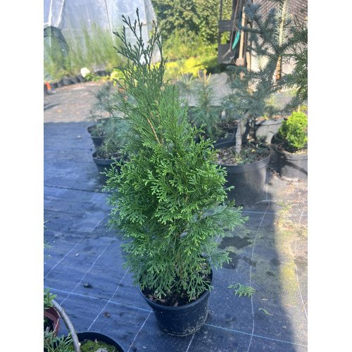 Продам тую Смарагд, висота 50-60 см, продам саджанець туї Smaragd