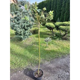 Верба Хакуро Нішікі продам саджанець, висота штамбу 100-110 см, продам саджанець верби Hakuro-Nishiki