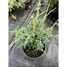 Ялівець Дрім Джой продам саджанець, контейнер 3л, продам ялівець Dream Joy