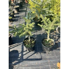 Ялина Майголд продам саджанець, висота 30-40 см, продам ялину Maigold