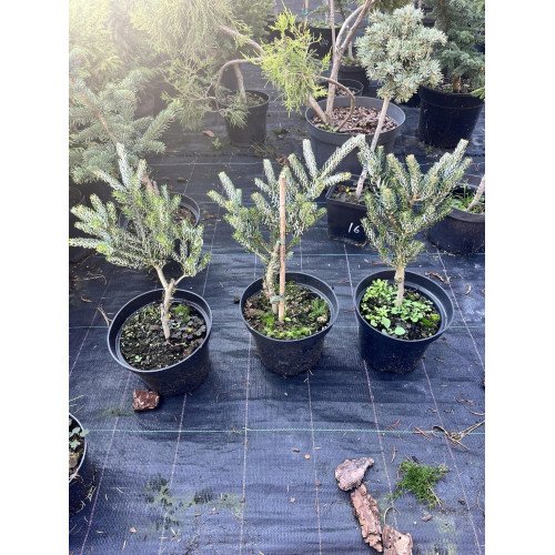 Ялиця Сільберлок продам саджанець, висота 30 см, продам ялицю Silberlocke