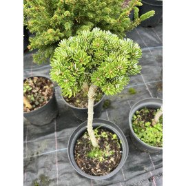 Ялиця Веленсайд продам саджанець, штамб 20 см, продам  ялицю Wellenseid