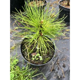 Сосна Брепо продам саджанець, висота 15-20 см, продам сосну Brepo