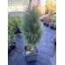 Сосна Грін Тауер продам саджанець, висота 75 см, продам сосну Green Tower
