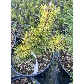 Сосна Саншайн продам саджанець, висота 15-20 см, продам сосну Sunshine