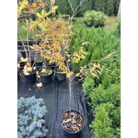 Бук Мерседес продам саджанець, висота 180+ см, продам саджанець бука Mercedes