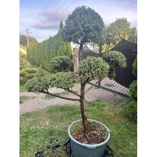 Ялівець Blue Alps нівакі, висота 180+ см, продам нівакі з ялівця Blue Alps