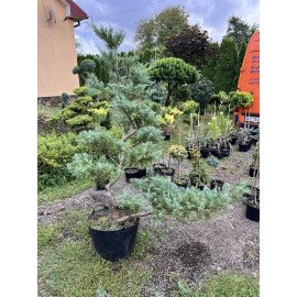 Нівакі з ялівця Hetz продам саджанець, продам нівакі з ялівця Hetz