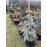 Ялина Глаука Пендула продам саджанець, висота 120 см, продам ялину Glauca Pendula