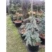 Ялина Глаука Пендула продам саджанець, висота 120 см, продам ялину Glauca Pendula