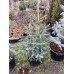 Ялиця іспанська Глаука продам саджанець, висота 100+ см, продам ялицю Glauca