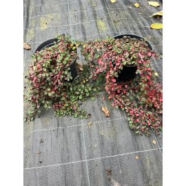 Кизильник горизонтальний продам саджанець, продам садажнець кизильника Cotoneaster horizontalis