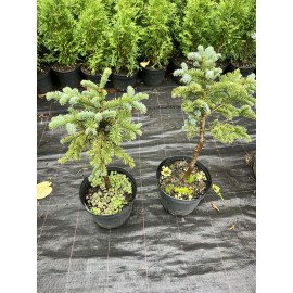 Ялиця Бізарро продам саджанець, висота 40-50 см, продам ялицю Bizarro