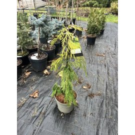 Кипарисовик Філіпс Голден Тірс продам саджанець, куплю кипарисовик Fillips Golden Tears