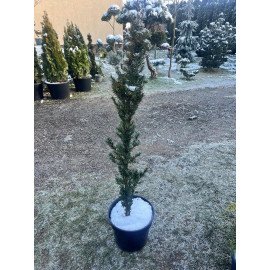 Продам тис ягідний, куплю тис колоновидний Taxus Baccata