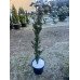 Продам тис ягідний, куплю тис колоновидний Taxus Baccata