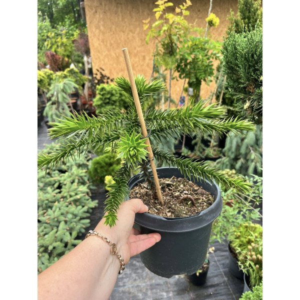 Араукарія чилійська купити, висота 30 см, продам саджанець араукарії Araucaria araucana