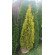 Купити Туя західна Gold Smaragd, Thuja occidentalis Gold Smar 800 грн.