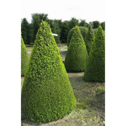 Продам тис ягідний, куплю тис колоновидний Taxus Baccata