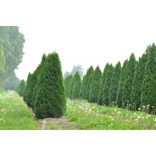 Туя Смарагд продам саджанець, висота 80 см, куплю саджанець туї Smaragd